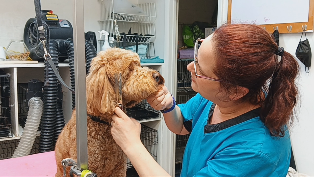 A dog being groomed