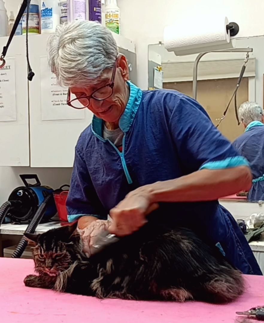 A woman grooming a cat